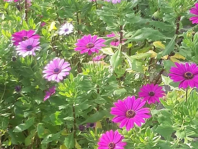 Casa Do Sobral * オビドス